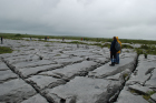 Sheshymore Limestone pavement exposes shallow water carbonates of the Brigantian, Slievenaglasha Formation. These classic kharstified exposures of tabular blocks of limestone pavement, Clints, are cut by vertical fractures, Grikes, which were widened by post glacial disolution (McNamara, & Hennessy, 2010). Fractures were intially established during Variscan folding (Coller, 1984).